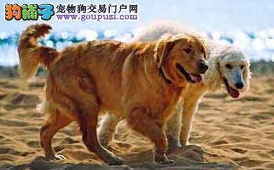 家中的金毛犬可以和猫咪相处在一起么