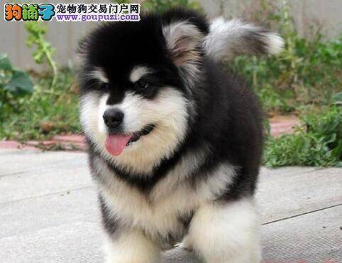 一定不要溺爱爱咬东西的阿拉斯加雪橇犬