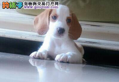 医生教你如何解决为比格犬滴眼药水的难题