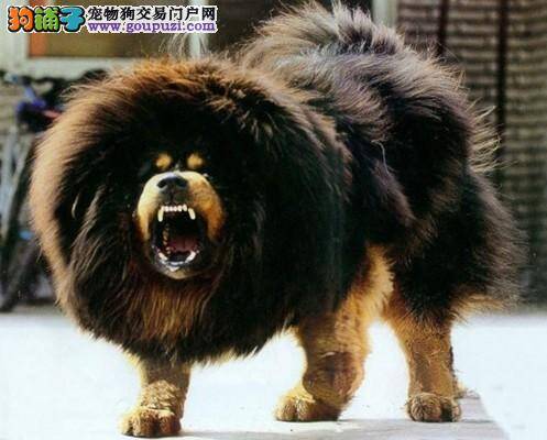 狗狗健康知识大全 藏獒经常会得哪些疾病