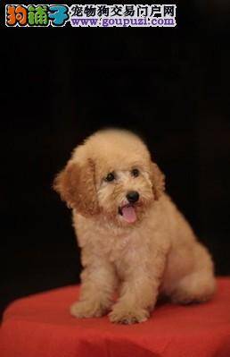 如何能够成功的塑造一只优秀的贵宾犬