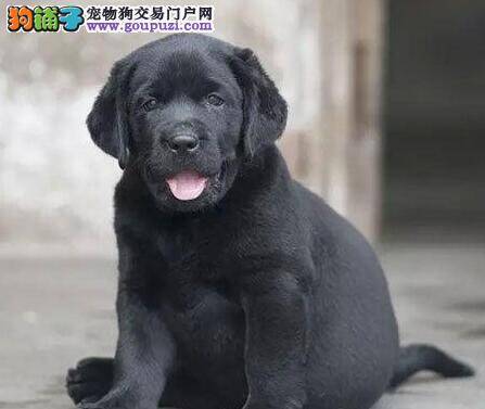 拉布拉多犬吃鸡蛋壳补钙吗