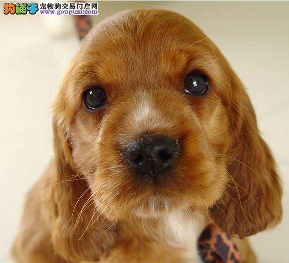 昨天晚上可卡犬拉稀了是因为吃葱了吗