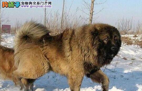 危险品曝光 高加索犬不可以接触的家庭用品有哪些