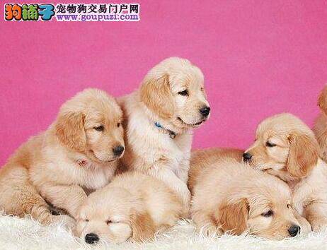 捡到一只金毛犬发现肚子是黑色的 求解释