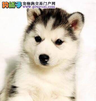 哈士奇不正常吃饭 喜欢吃山楂片怎么回事