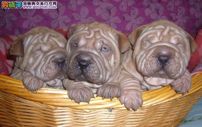 宠物犬喂养宝典 轻松护理沙皮狗的牙齿