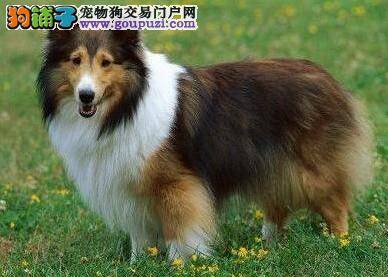 喜乐蒂犬眼睛的护理妙方法