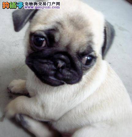 发现巴哥犬得了细小用什么药见效快