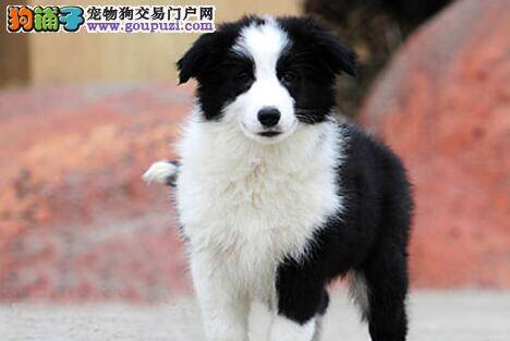 铁路托运边境牧羊犬要了解哪些内容