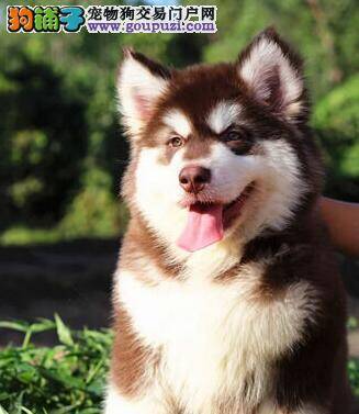 如何让阿拉斯加犬的毛发又亮又好看