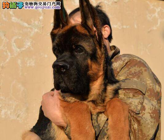 哪两种性格的德国牧羊犬不容易训练