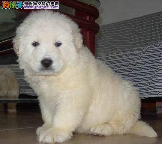 公的大白熊犬如果发情会持续多长时间