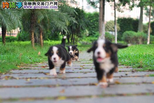 正确饲养伯恩山犬的观念很重要