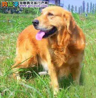 消除戒备心 让金毛犬的胆子变得更大