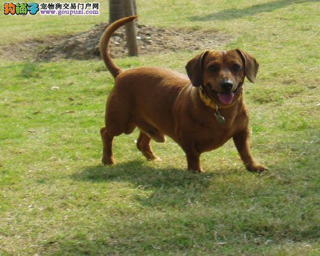 给腊肠犬挑选狗粮期间需要注意七个要点