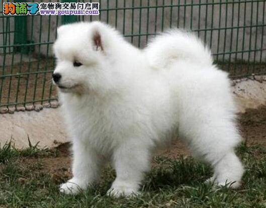 萨摩耶犬过敏性皮炎的治疗方法