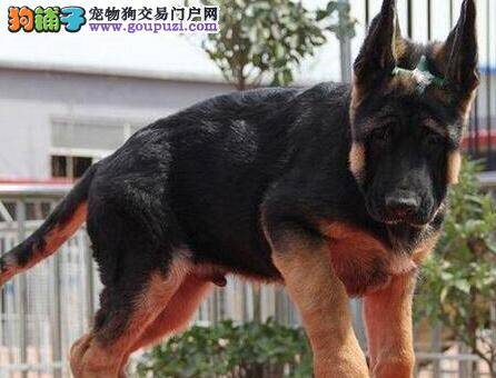 牙病疼起来要“狗”命 防治德国牧羊犬牙病的方法