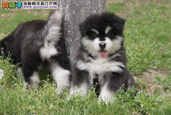 断奶后到三月龄间喂养阿拉斯加犬的方法