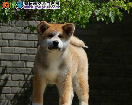 怎样训练秋田犬独自看家