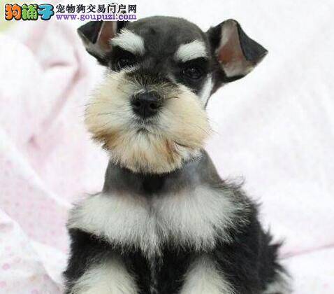 雪纳瑞最喜欢的活动之一——啃咬骨头