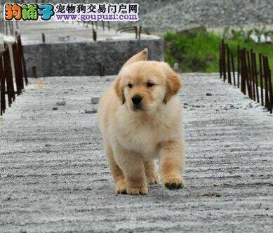 金毛犬太淘气了应该如何正确训练