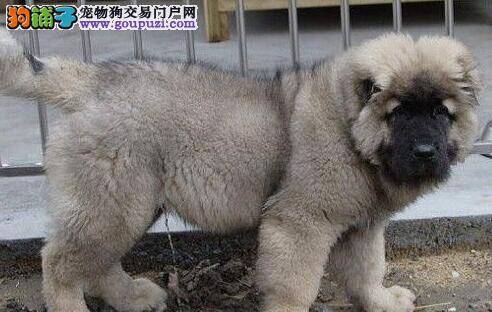 如何护理清洁好高加索犬幼犬的身体卫生