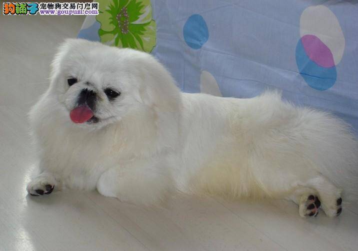 京巴犬避免受到蜱虫伤害的方法——室内运动