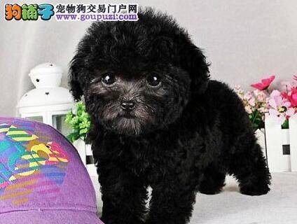 最近贵宾犬总半夜起夜，有没有改善的方法呢？