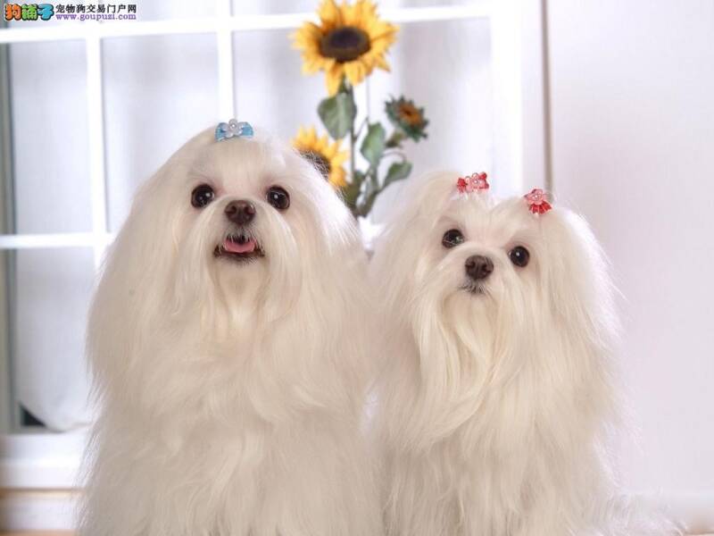 家里来客人怎么让马尔济斯犬安静呢