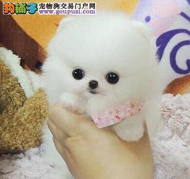 怎样在秋天的时候养好博美犬