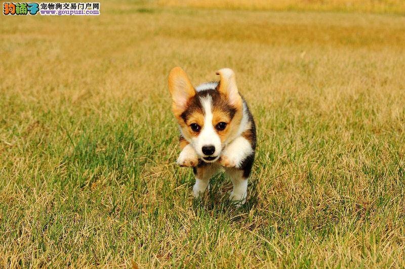 柯基犬需要进行补血 用什么药物合适