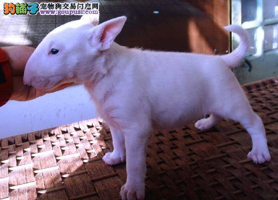 防止牛头梗中暑最有效的方法有哪些