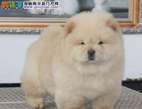 喂养松狮犬前要做好哪些心理准备