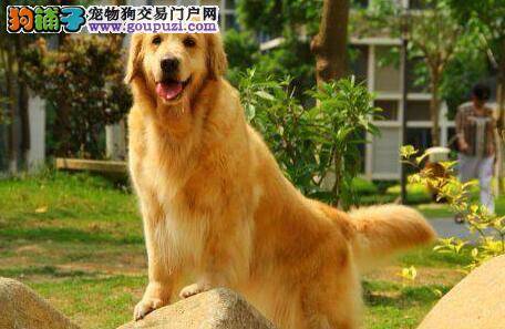 金毛犬的随行训练要从小开始