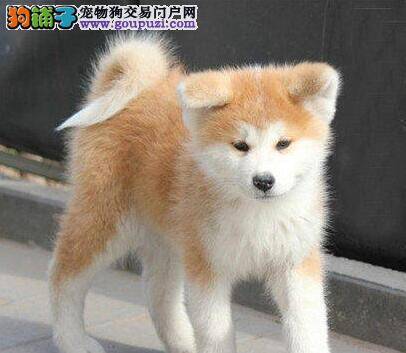 众多狗狗家长教你怎样给秋田犬补钙