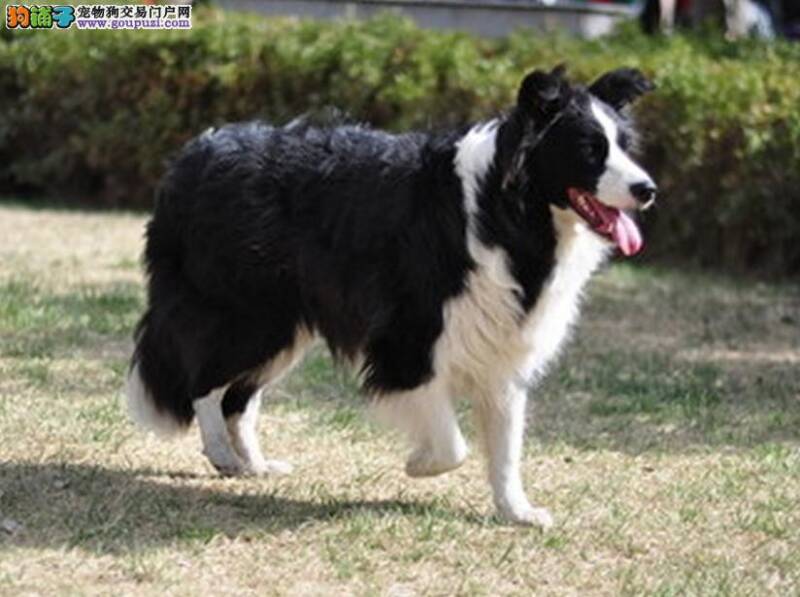 冬季护理有妙招 帮边境牧羊犬轻松度过寒冷冬季