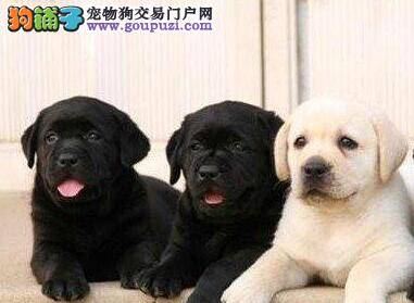 盘点拉布拉多犬的坏习惯