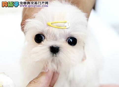 马尔济斯犬必须要剃胎毛吗