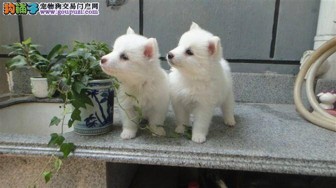 银狐犬在接受训练时你应该注意自己的语气