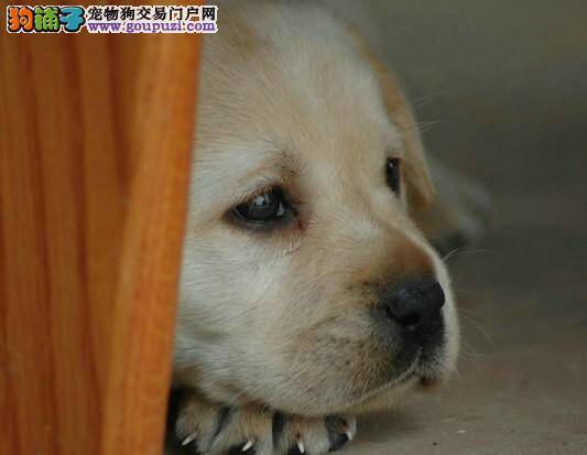 购买拉布拉多犬狗粮前您了解过它的成分么