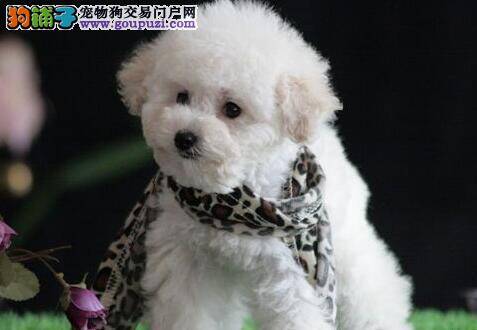 海藻粉三个月的泰迪犬能吃吗
