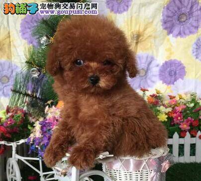 母泰迪犬发情时会有什么明显的变化