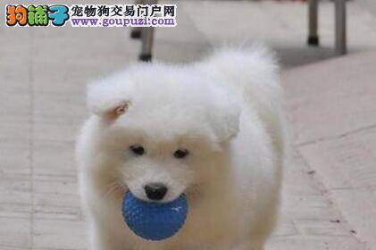 萨摩耶犬维生素A缺乏会患什么疾病