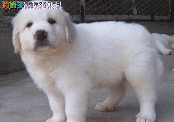 大白熊犬总是见什么吃什么应该如何改正呢