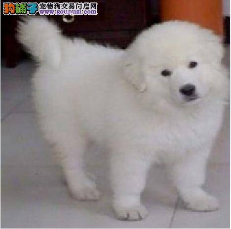大白熊犬在晚年的时候应该如何照料
