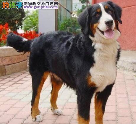 家庭教练教你如何培养伯恩山犬扑咬能力