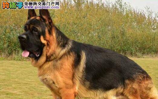 如何纠正德国牧羊犬攻击行为