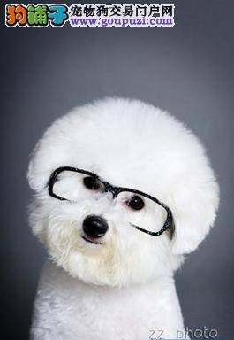 怎样让比熊犬把笼子当做“安乐窝”