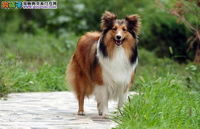 健康公开课之怎样预防喜乐蒂犬患上皮肤病